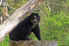 Коллекция редких животных в частном зоопарке на Джерси