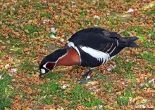 Коллекция редких животных в частном зоопарке на Джерси