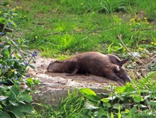 Коллекция редких животных в частном зоопарке на Джерси