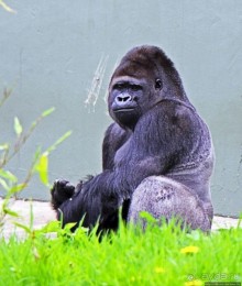 Коллекция редких животных в частном зоопарке на Джерси