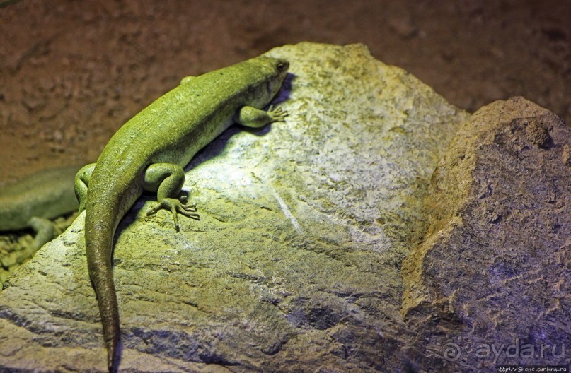 Коллекция редких животных в частном зоопарке на Джерси