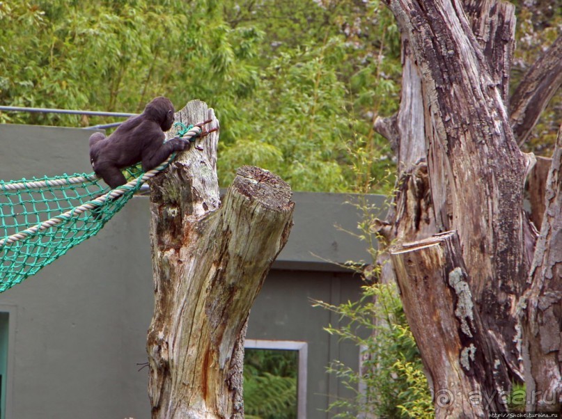 Коллекция редких животных в частном зоопарке на Джерси