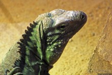 Коллекция редких животных в частном зоопарке на Джерси