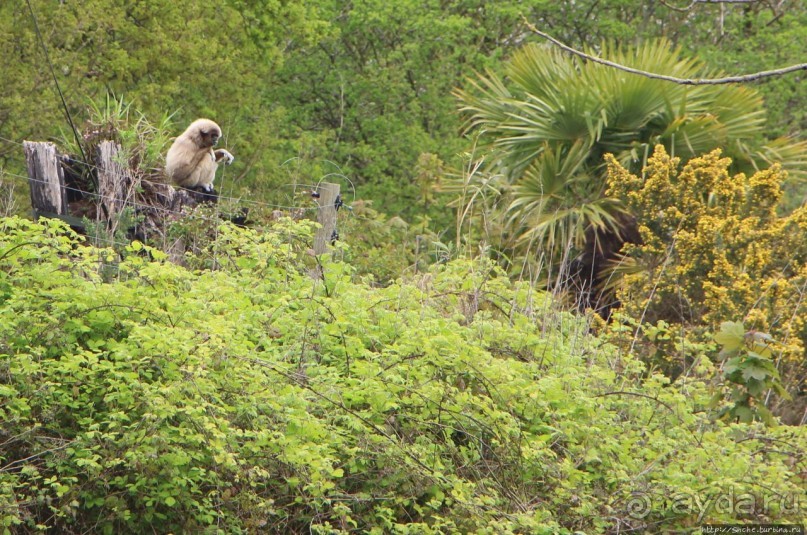 Коллекция редких животных в частном зоопарке на Джерси