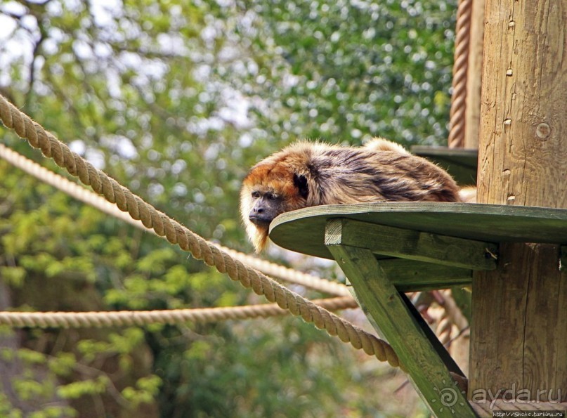 Коллекция редких животных в частном зоопарке на Джерси