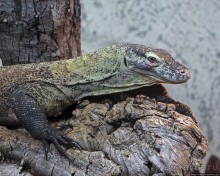 Коллекция редких животных в частном зоопарке на Джерси