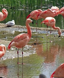 Коллекция редких животных в частном зоопарке на Джерси