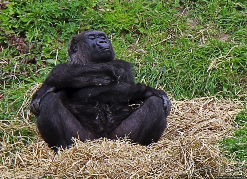 Коллекция редких животных в частном зоопарке на Джерси