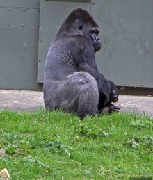 Коллекция редких животных в частном зоопарке на Джерси