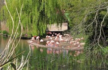 Коллекция редких животных в частном зоопарке на Джерси