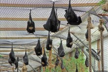 Коллекция редких животных в частном зоопарке на Джерси