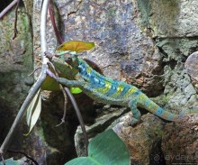 Коллекция редких животных в частном зоопарке на Джерси