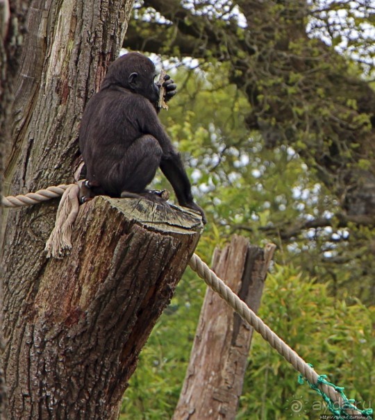 Коллекция редких животных в частном зоопарке на Джерси