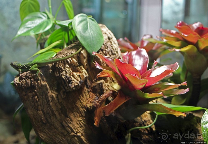 Коллекция редких животных в частном зоопарке на Джерси