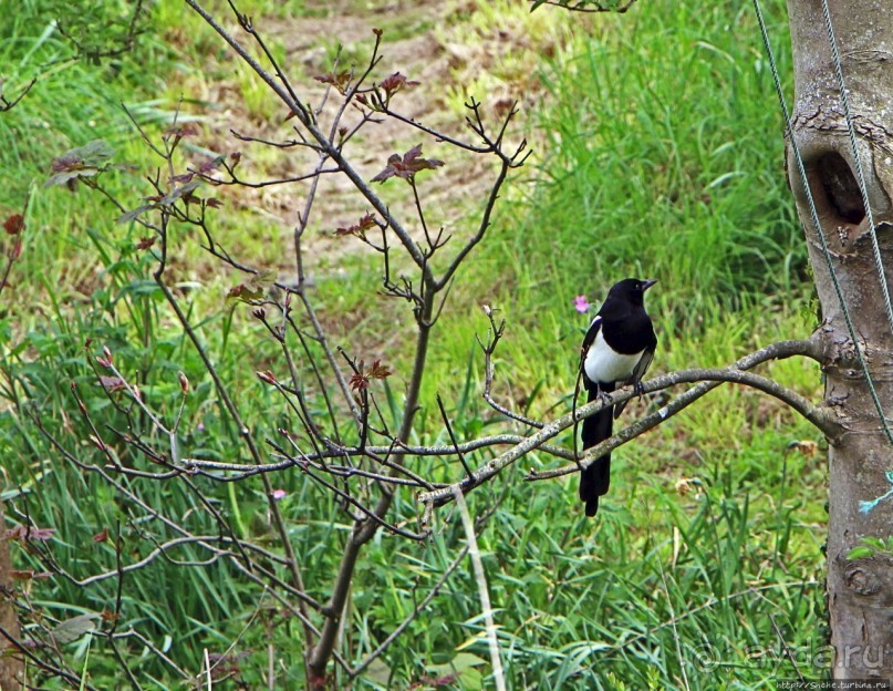 Коллекция редких животных в частном зоопарке на Джерси