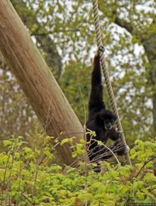 Коллекция редких животных в частном зоопарке на Джерси