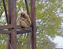 Коллекция редких животных в частном зоопарке на Джерси
