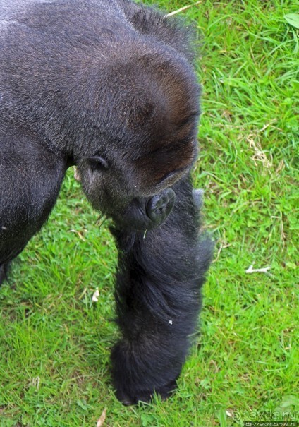 Коллекция редких животных в частном зоопарке на Джерси