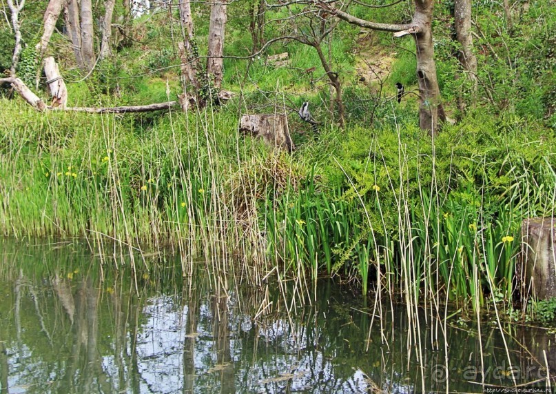 Коллекция редких животных в частном зоопарке на Джерси