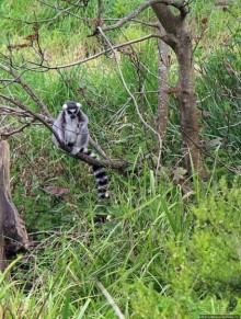 Коллекция редких животных в частном зоопарке на Джерси