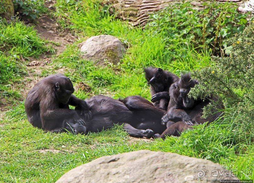 Коллекция редких животных в частном зоопарке на Джерси