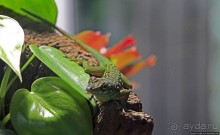 Коллекция редких животных в частном зоопарке на Джерси