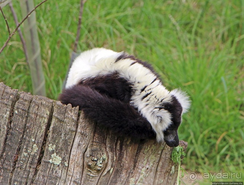 Коллекция редких животных в частном зоопарке на Джерси