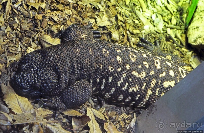Коллекция редких животных в частном зоопарке на Джерси
