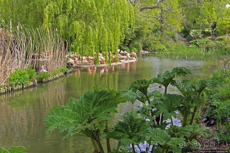 Коллекция редких животных в частном зоопарке на Джерси