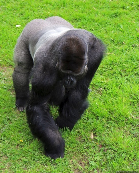 Коллекция редких животных в частном зоопарке на Джерси