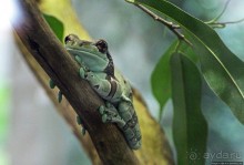 Коллекция редких животных в частном зоопарке на Джерси