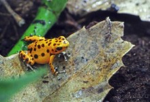 Коллекция редких животных в частном зоопарке на Джерси