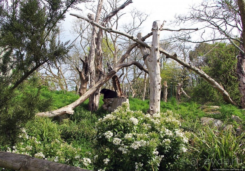 Коллекция редких животных в частном зоопарке на Джерси