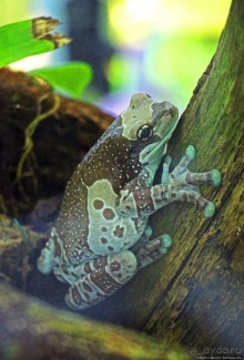 Коллекция редких животных в частном зоопарке на Джерси