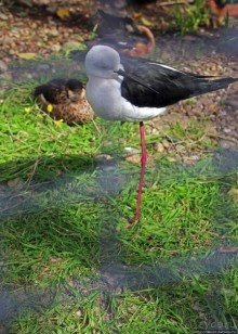 Коллекция редких животных в частном зоопарке на Джерси