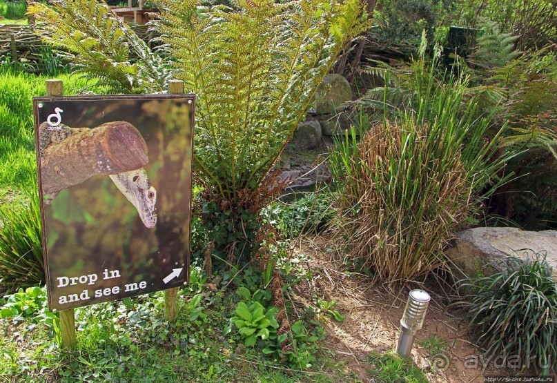 Коллекция редких животных в частном зоопарке на Джерси