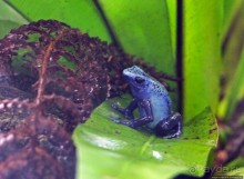 Коллекция редких животных в частном зоопарке на Джерси