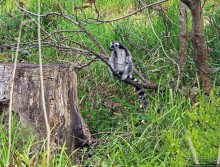 Коллекция редких животных в частном зоопарке на Джерси