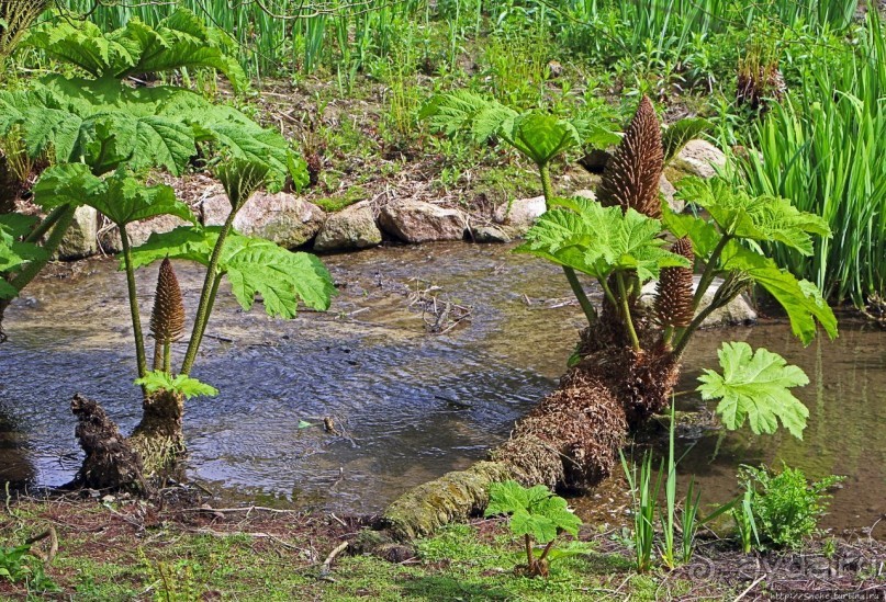Коллекция редких животных в частном зоопарке на Джерси