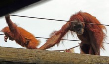 Коллекция редких животных в частном зоопарке на Джерси