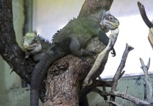 Коллекция редких животных в частном зоопарке на Джерси