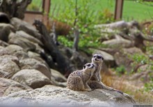 Коллекция редких животных в частном зоопарке на Джерси