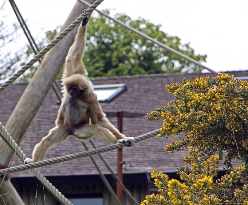 Коллекция редких животных в частном зоопарке на Джерси