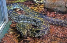 Коллекция редких животных в частном зоопарке на Джерси