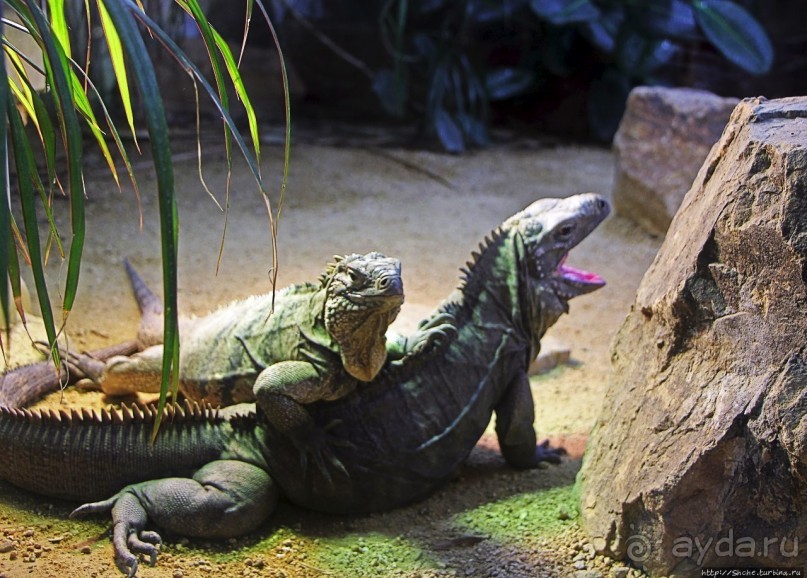 Коллекция редких животных в частном зоопарке на Джерси