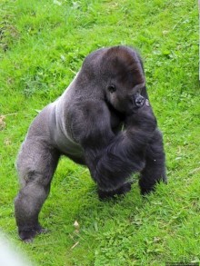 Коллекция редких животных в частном зоопарке на Джерси