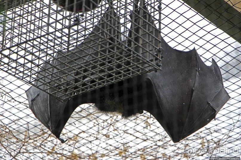 Коллекция редких животных в частном зоопарке на Джерси