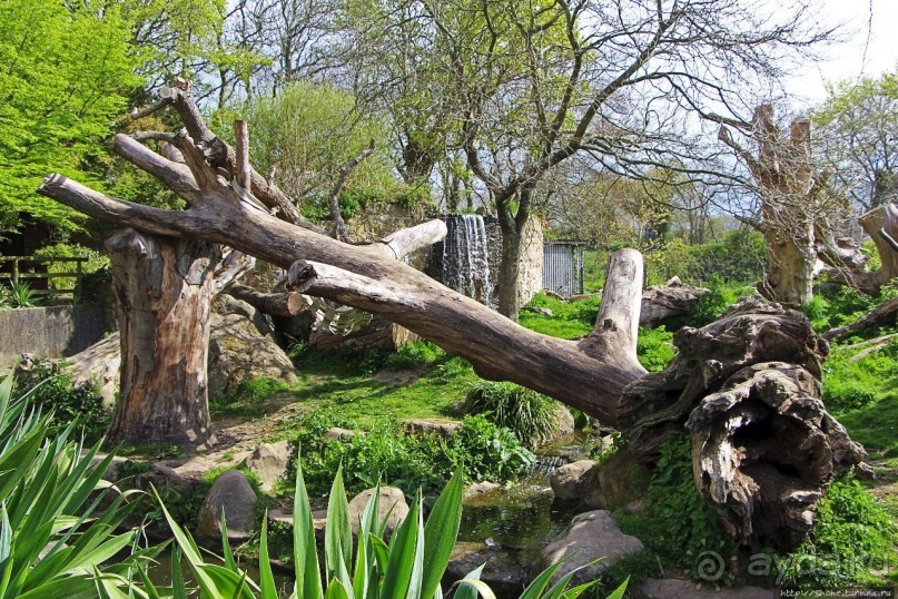 Коллекция редких животных в частном зоопарке на Джерси