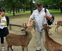 Олени Нара-парка