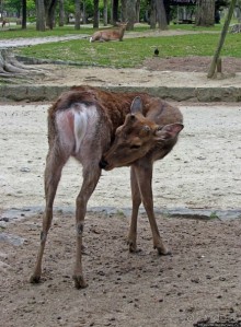 Олени Нара-парка